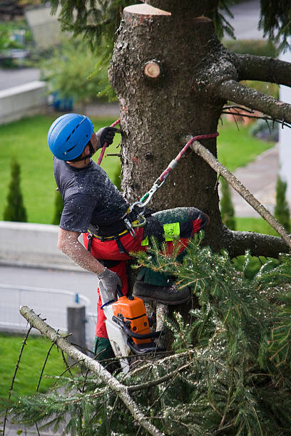 Best Firewood Processing and Delivery  in Valparaiso, FL